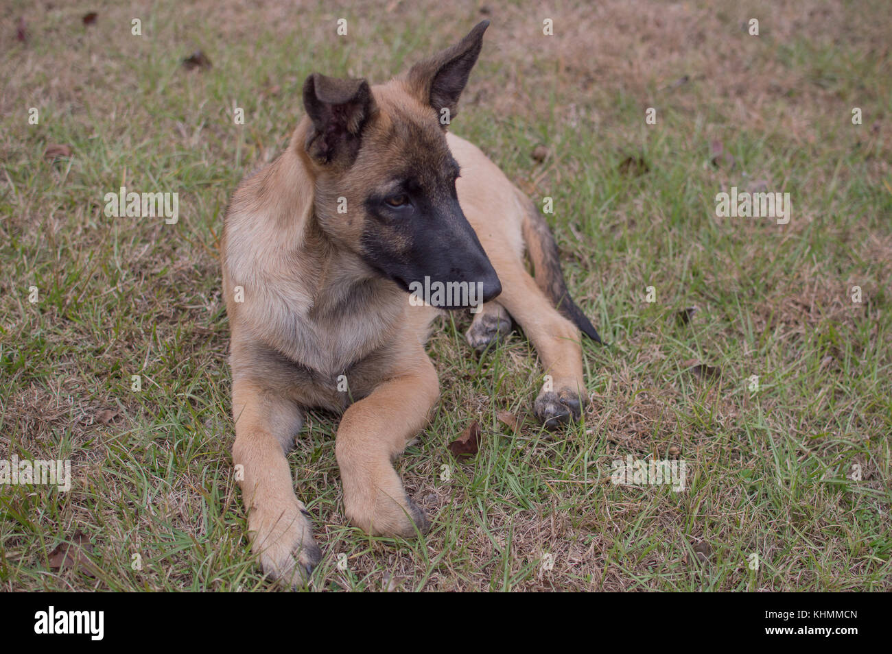 Belgische Malinois und Deutscher Schäferhund Welpen mix Stockfotografie -  Alamy