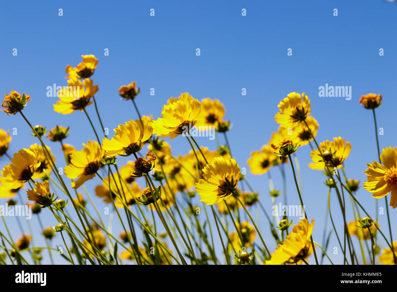 Karoo Namakwaland Daisy (gelb) Stockfoto