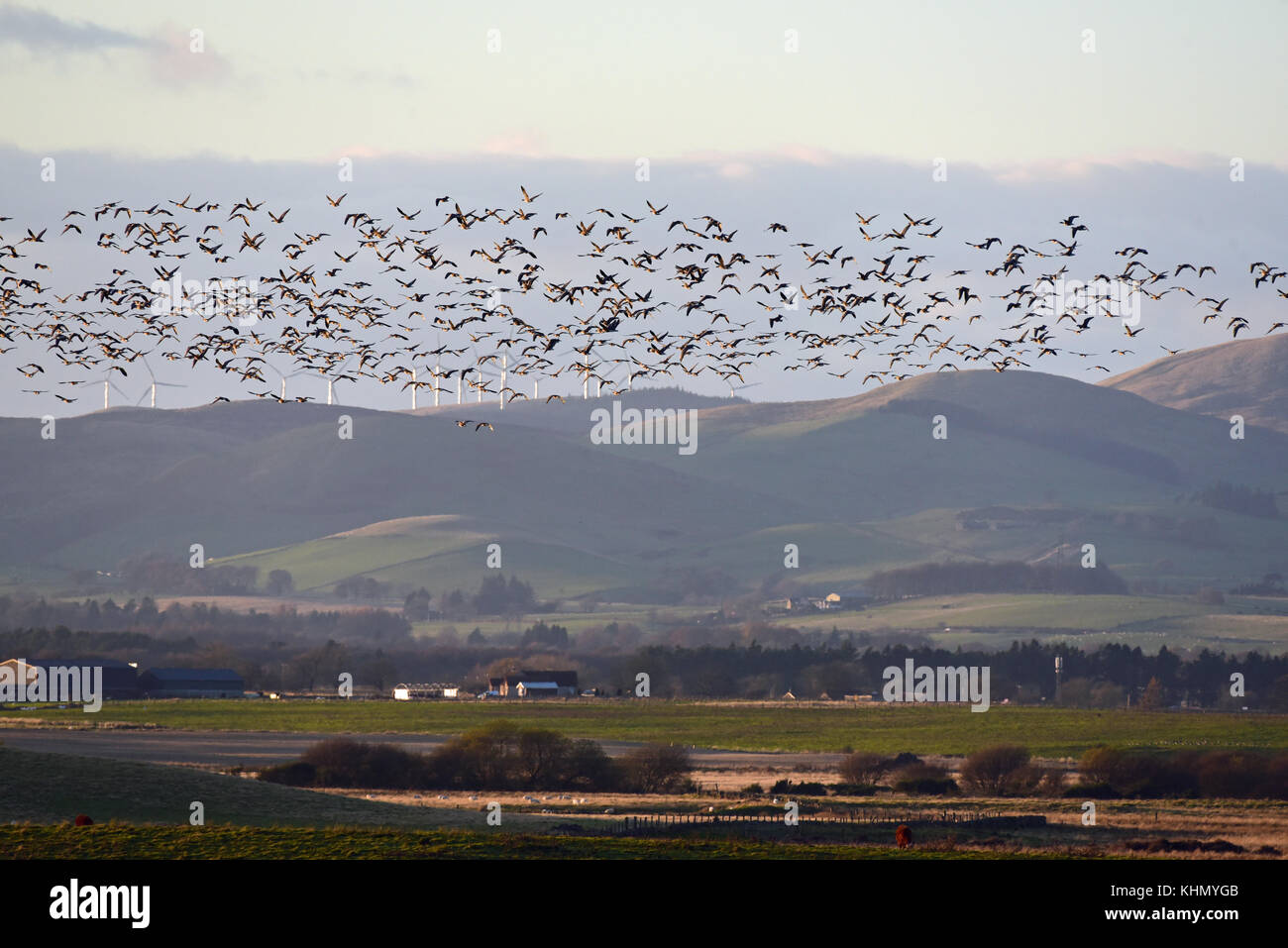 Kinross, Schottland, Vereinigtes Königreich, 18. November 2017. Hunderte von rosa-Gänse fliegen über Loch Leven Naturschutzgebiet in der Abendsonne, mit Windkraftanlagen im Hintergrund © ken Jack/alamy leben Nachrichten Stockfoto