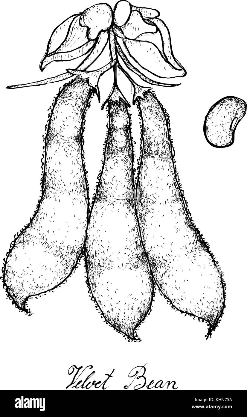 Gemüse, Illustration von Hand gezeichnete Skizze velvet Bean oder Mucuna pruriens Pods auf weißem Hintergrund, eine gute Quelle für Ballaststoffe, Vitamine und Miner Stock Vektor