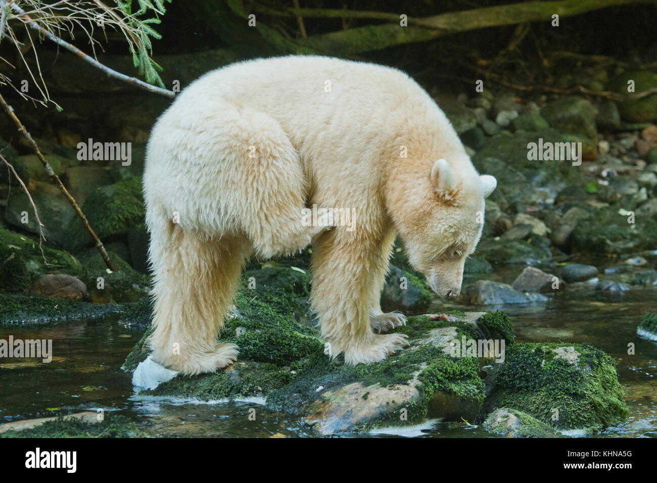 Kermode oder "Spirit" Bär (Ursus americanus kermodei), weiße Form der amerikanische Schwarzbär, Great Bear Rainforest, BC Kanada Stockfoto