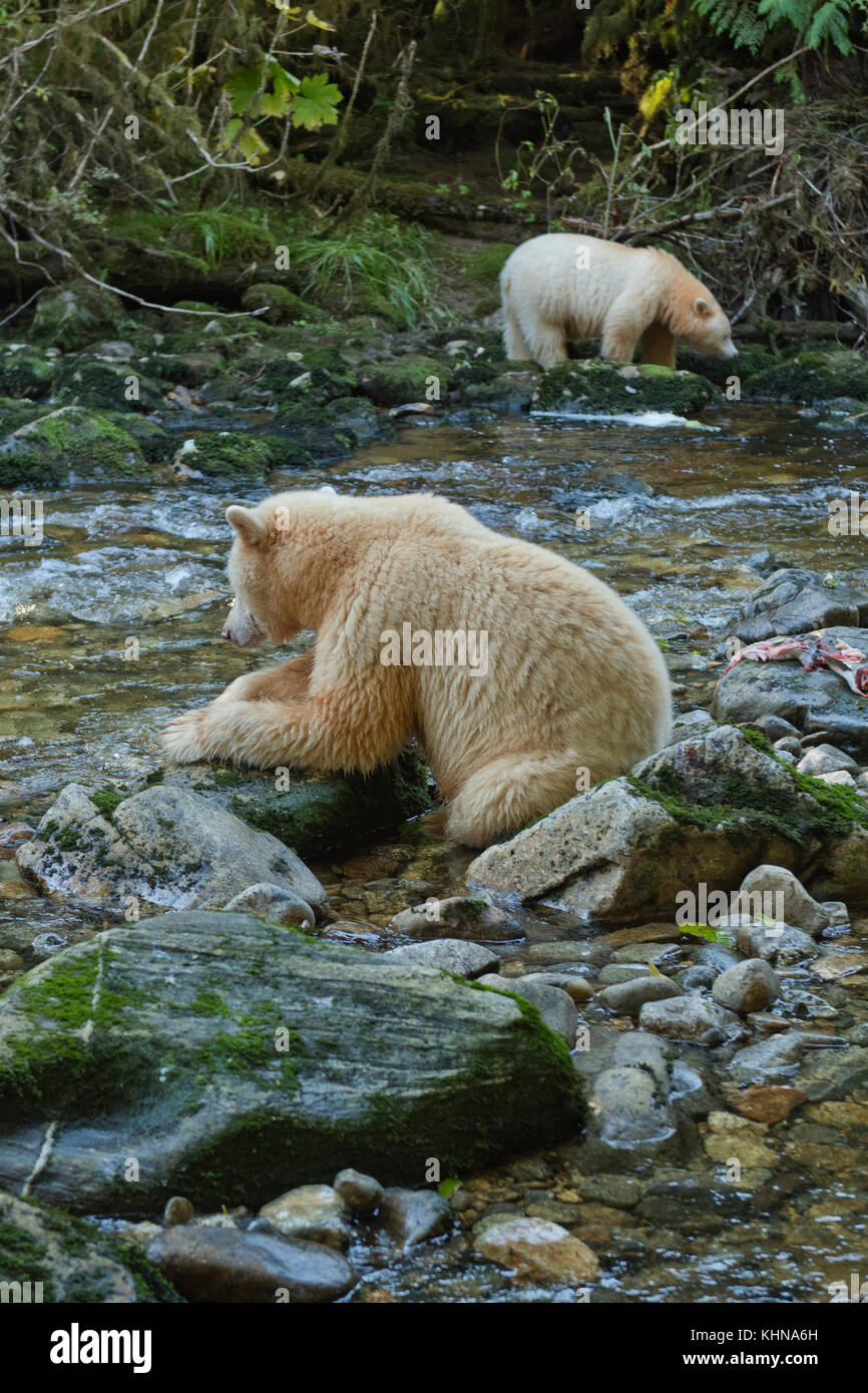 Kermode oder "Spirit" Bär (Ursus americanus kermodei), weiße Form der amerikanische Schwarzbär, Great Bear Rainforest, BC Kanada Stockfoto