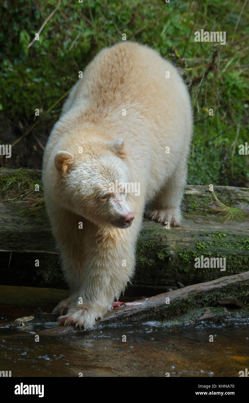 Kermode oder "Spirit" Bär (Ursus americanus kermodei), weiße Form der amerikanische Schwarzbär, Great Bear Rainforest, BC Kanada Stockfoto