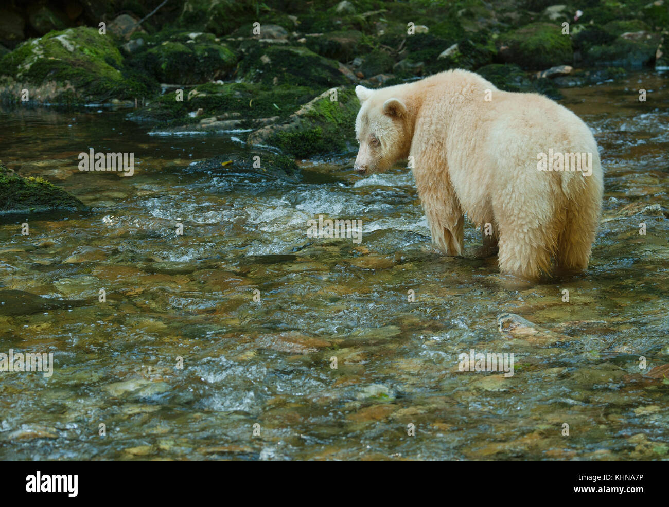 Kermode oder "Spirit" Bär (Ursus americanus kermodei), weiße Form der amerikanische Schwarzbär, Great Bear Rainforest, BC Kanada Stockfoto