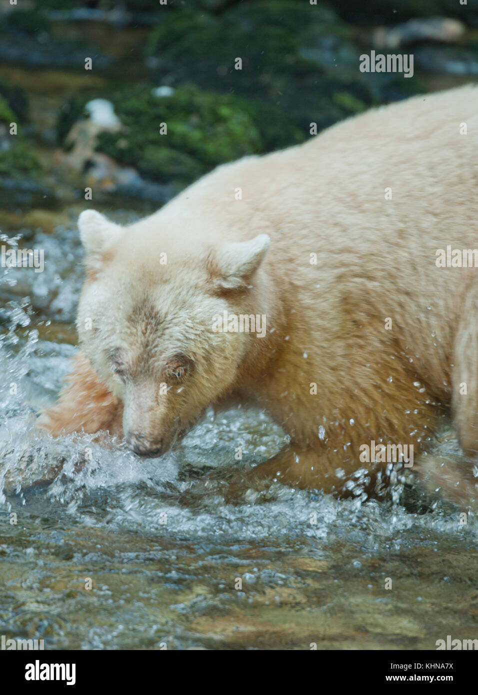 Kermode oder "Spirit" Bär (Ursus americanus kermodei), weiße Form der amerikanische Schwarzbär, Great Bear Rainforest, BC Kanada Stockfoto