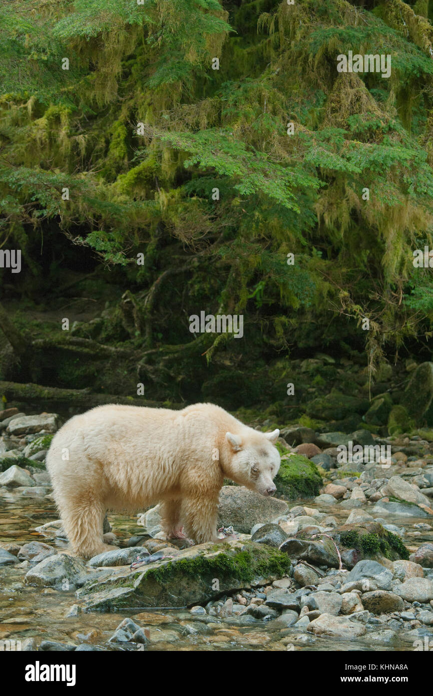 Kermode oder "Spirit" Bär (Ursus americanus kermodei), weiße Form der amerikanische Schwarzbär, Great Bear Rainforest, BC Kanada Stockfoto