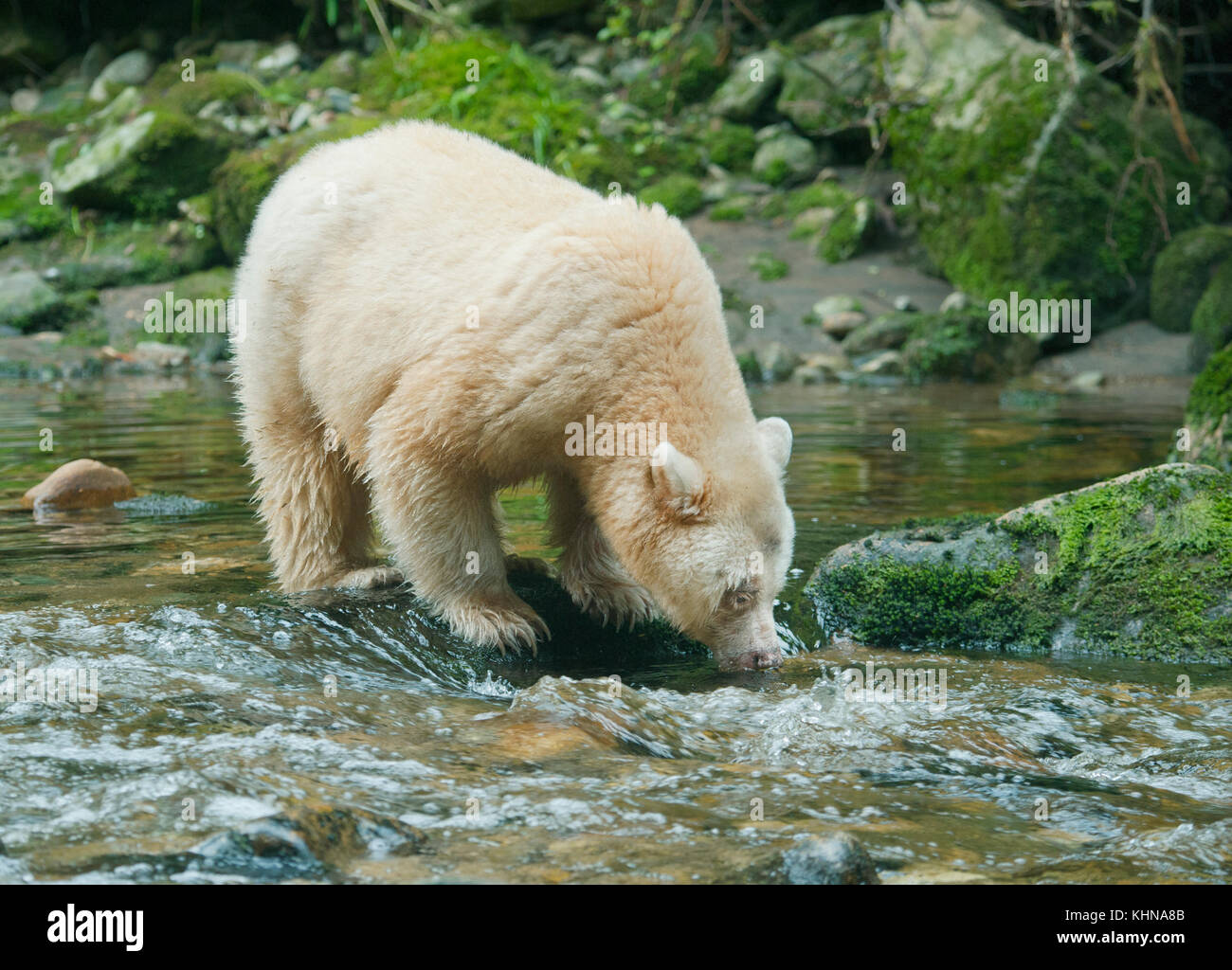 Kermode oder "Spirit" Bär (Ursus americanus kermodei), weiße Form der amerikanische Schwarzbär, Great Bear Rainforest, BC Kanada Stockfoto