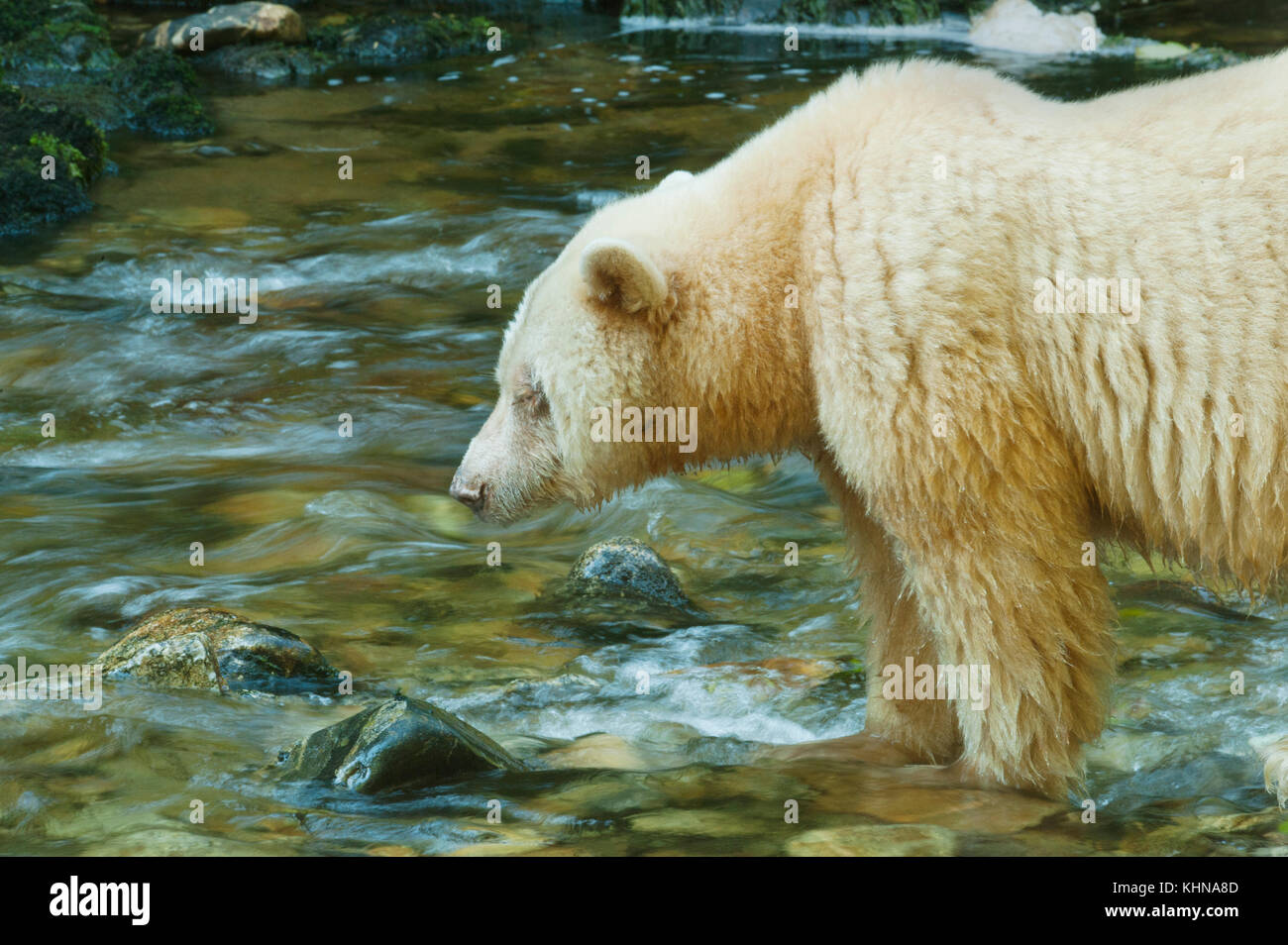 Kermode oder "Spirit" Bär (Ursus americanus kermodei), weiße Form der amerikanische Schwarzbär, Great Bear Rainforest, BC Kanada Stockfoto