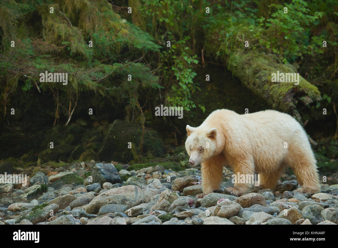 Kermode oder "Spirit" Bär (Ursus americanus kermodei), weiße Form der amerikanische Schwarzbär, Great Bear Rainforest, BC Kanada Stockfoto