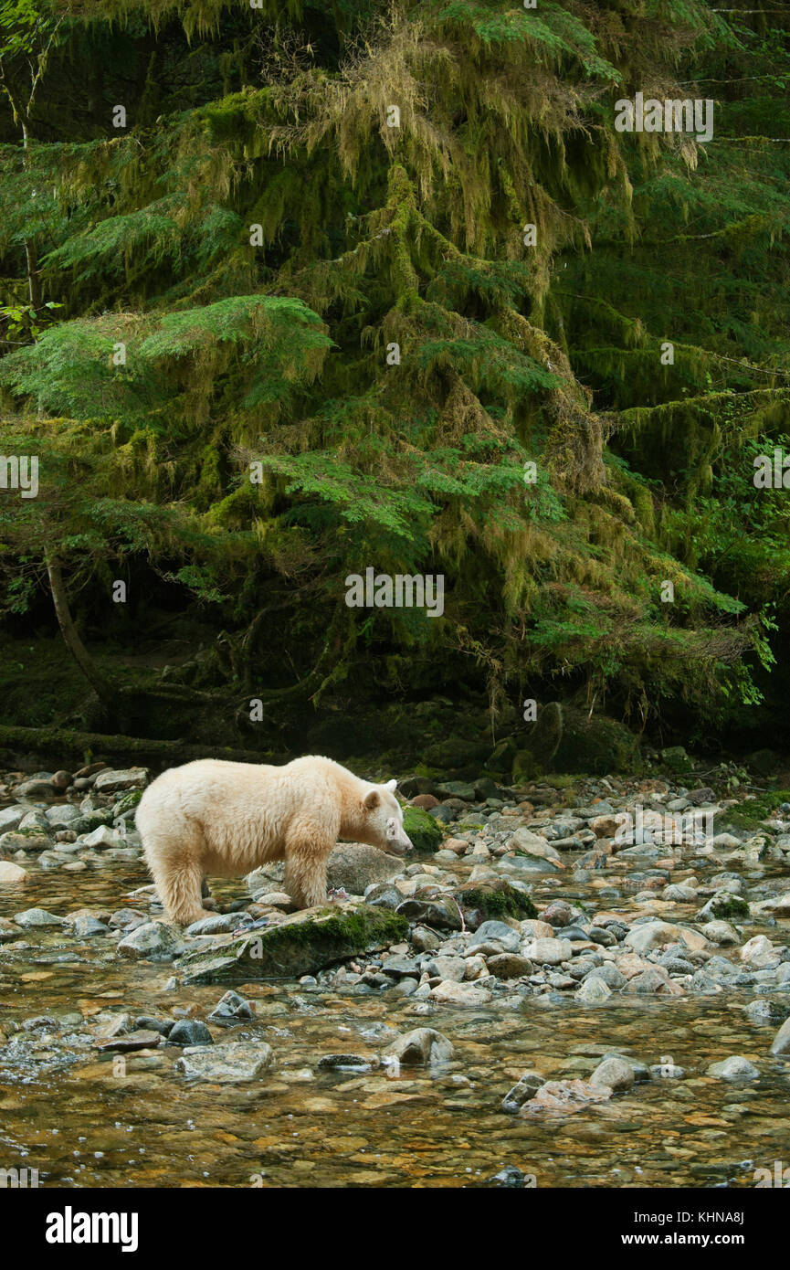 Kermode oder "Spirit" Bär (Ursus americanus kermodei), weiße Form der amerikanische Schwarzbär, Great Bear Rainforest, BC Kanada Stockfoto