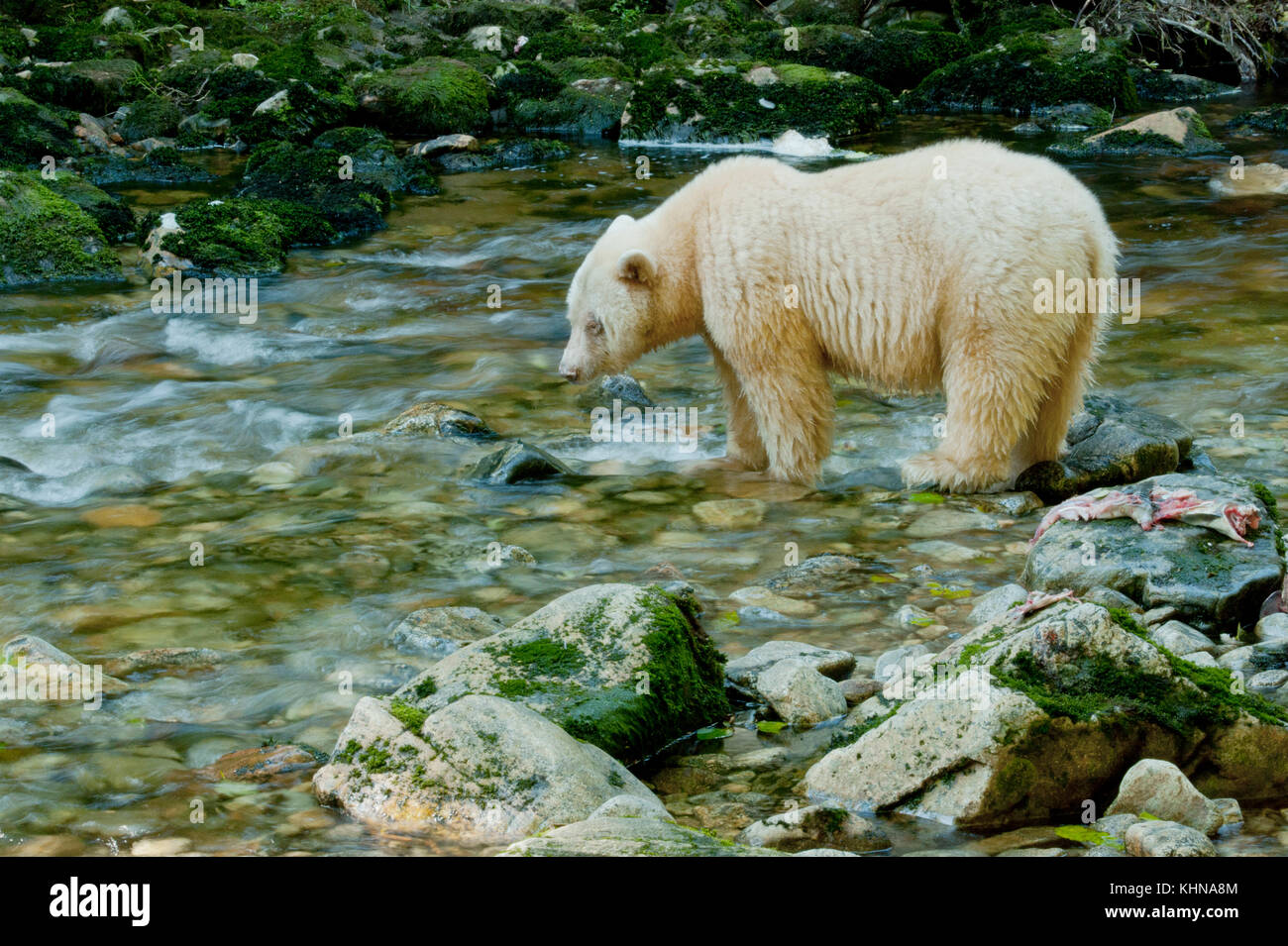 Kermode oder "Spirit" Bär (Ursus americanus kermodei), weiße Form der amerikanische Schwarzbär, Great Bear Rainforest, BC Kanada Stockfoto