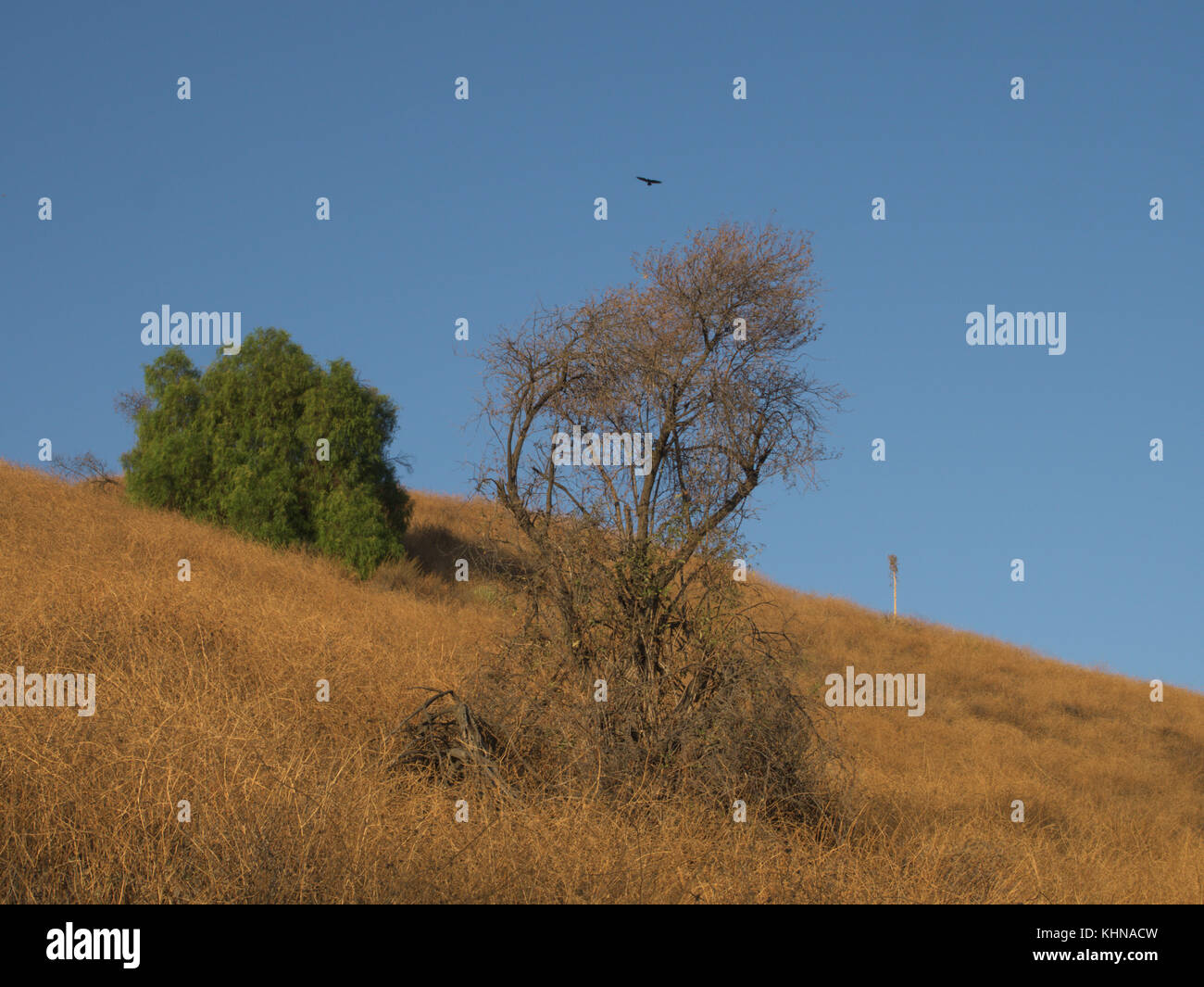 Drei Bäume der gleichen Art, die in verschiedenen Phasen Ihrer Live Cycle auf einem Hügel befinden. ein Vogel overhead fliegt. Stockfoto