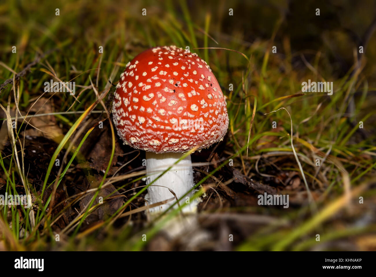 Schönen Pilz amanita mit Red Hat und weiß gefleckt wächst das Gras in den Wald Stockfoto