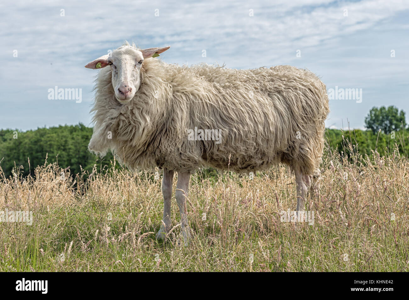 Schafe mit Ohrmarken in niederländisch Feld mit langem Gras Stockfoto