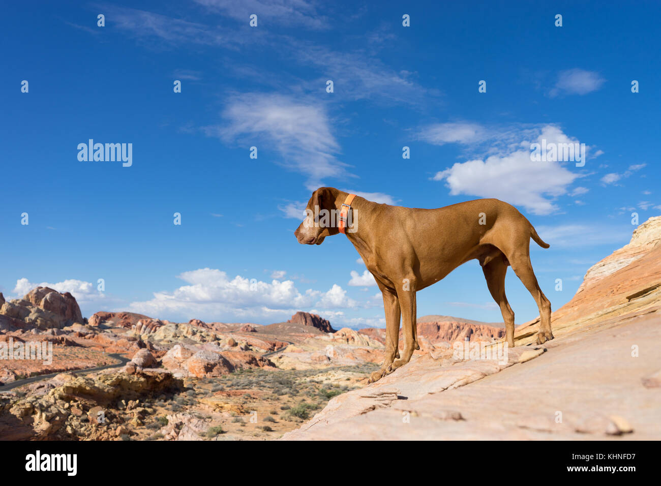 Goldene Farbe vizsla Hund in der Wüste Stockfoto