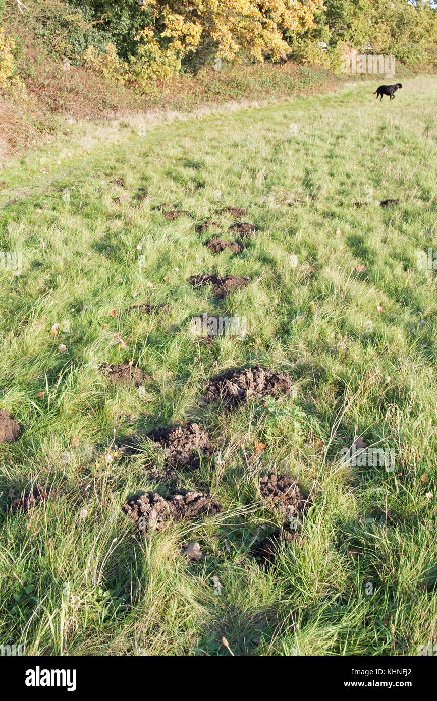 Maulwurfhügel in einem englischen Weide... Stockfoto