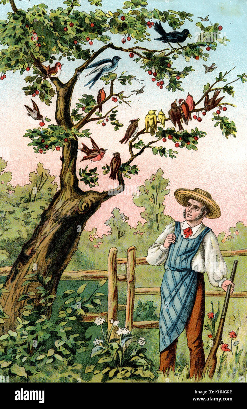 Gärtner mit Gewehr beobachtet Vögel auf einem Baum (Gärtner mit Gewehr beobachtet Vögel auf einem Baum) Stockfoto Gärtner mit Gewehr beobachtet Vögel auf einem Baum (Gärtner mit Gewehr beobachtet Vögel auf einem Baum) Stockfoto