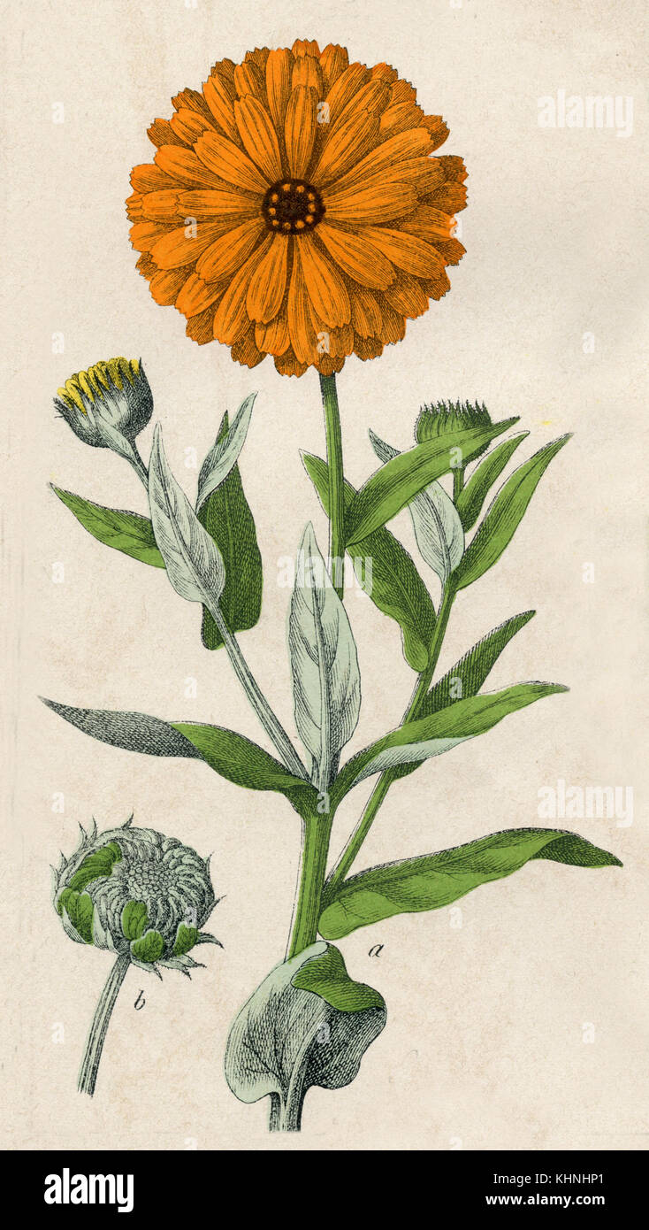 Garten calendula (Ringelblume, Garten- <Calendula officinalis >) Stockfoto