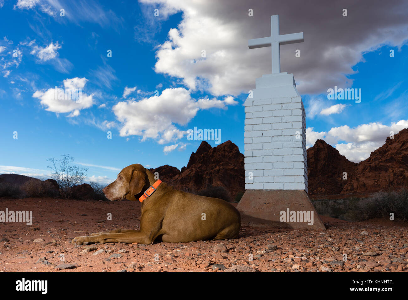 Vizsla Hund im Tal des Feuers Nevada usa Stockfoto