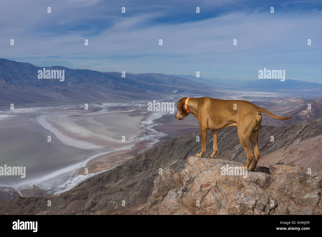 Hund auf's Dante Höhepunkt im Death Valley, Kalifornien Stockfotografie -  Alamy