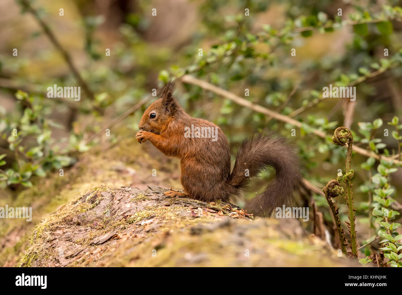 Eichhörnchen auf einem Baumstamm in einem Wald auf der Suche nach Essen und Essen von Muttern Stockfoto