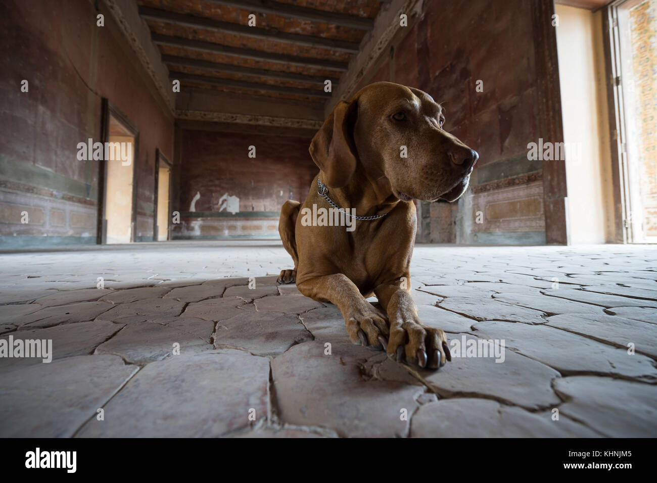Ungarische Vizsla opointer Hund am Fuss von jaral de berrio den größten Hacienda überhaupt in Mexiko gebaut Stockfoto