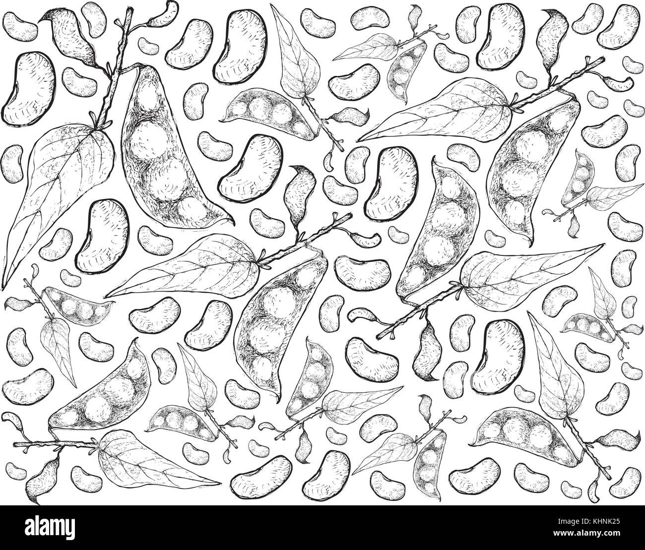 Gemüse, Hintergrund Muster von Hand gezeichnete Skizze frische Limabohnen, in der sowohl süße als auch herzhafte Rezepte verwendet. Stock Vektor
