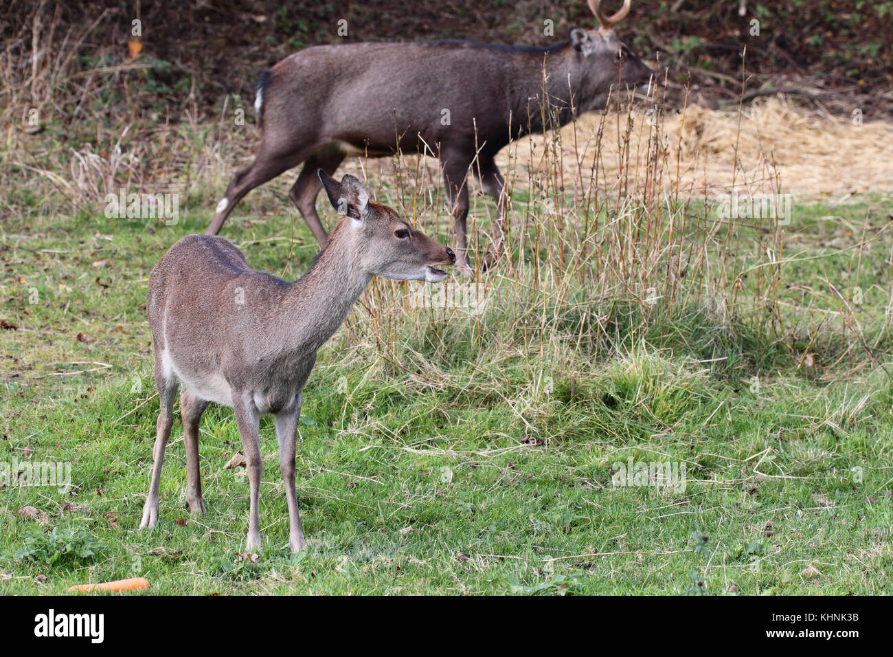 Der Japanische Sika Deer Cervus Nippon Stockfoto