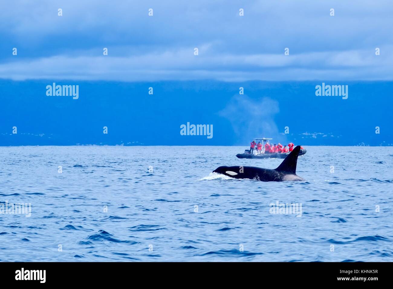 Whale Watching Boot Sehenswürdigkeiten ein Orca Stockfoto