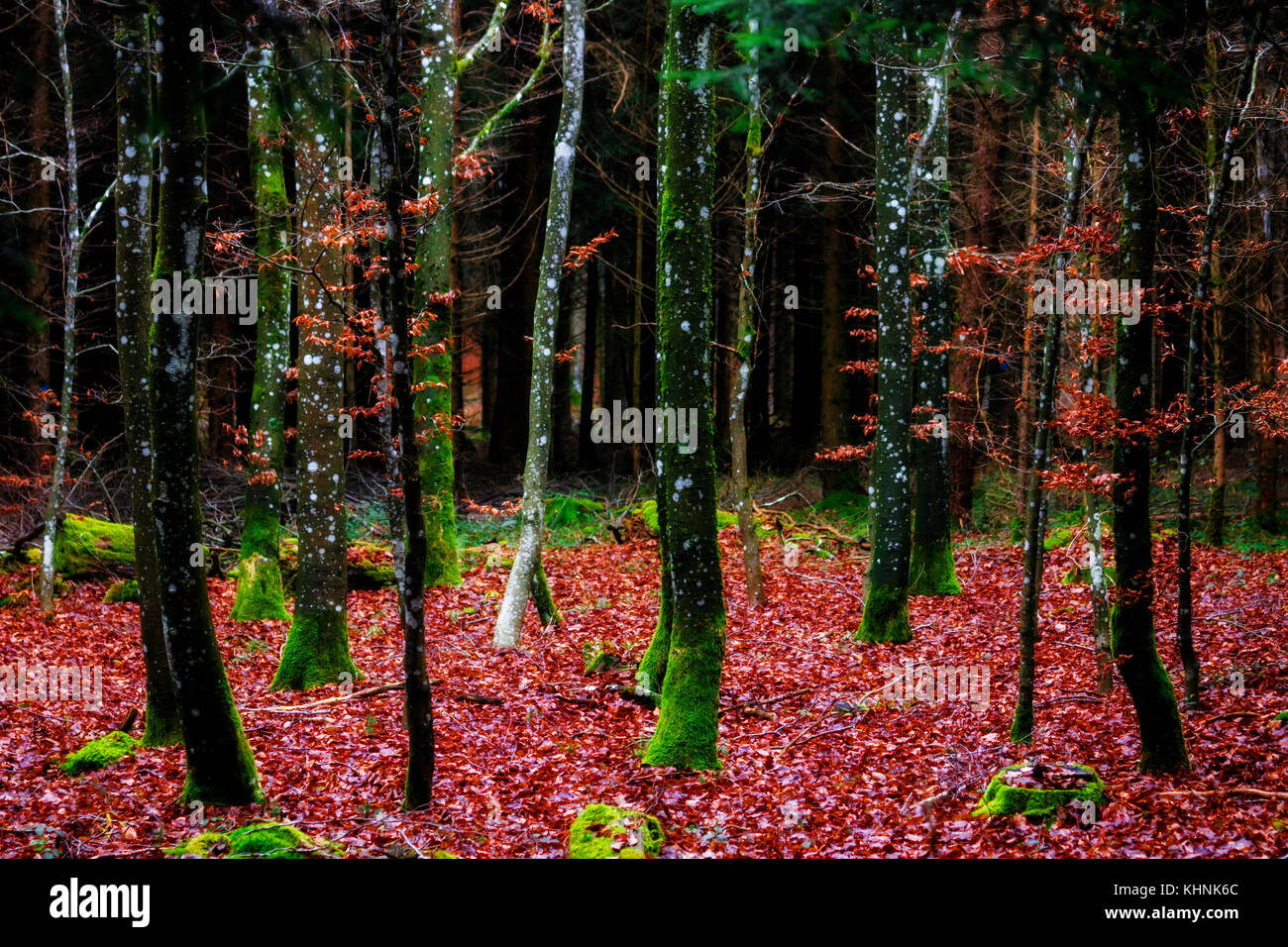 Bunte Herbst Wald. saisonale, friedlichen Konzept. Kontrast von lebendigen Farben. Stockfoto