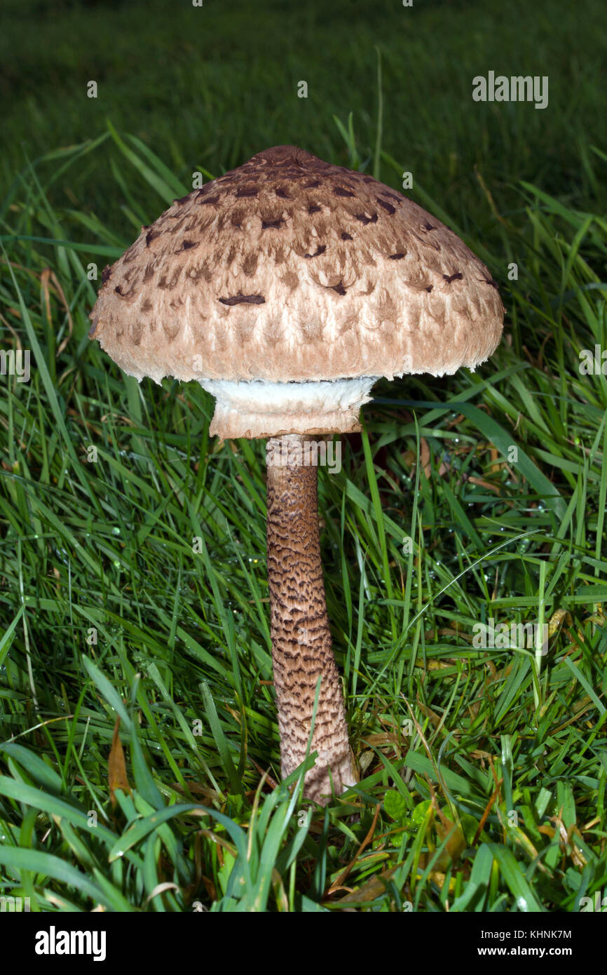 Macrolepiota procera, gemeinhin als Sonnenschirm Pilz bekannt, ist ziemlich  allgemein in Weiden. Das ist einer unserer größten Fliegenpilzen - bis zu  40 cm hoch Stockfotografie - Alamy