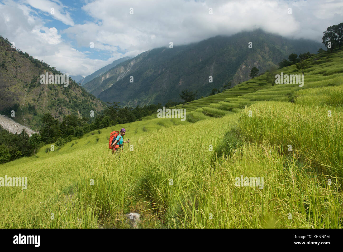 Reisterrassen in den Ausläufern des Himalaya auf den manaslu Circuit trek, Nepal Stockfoto