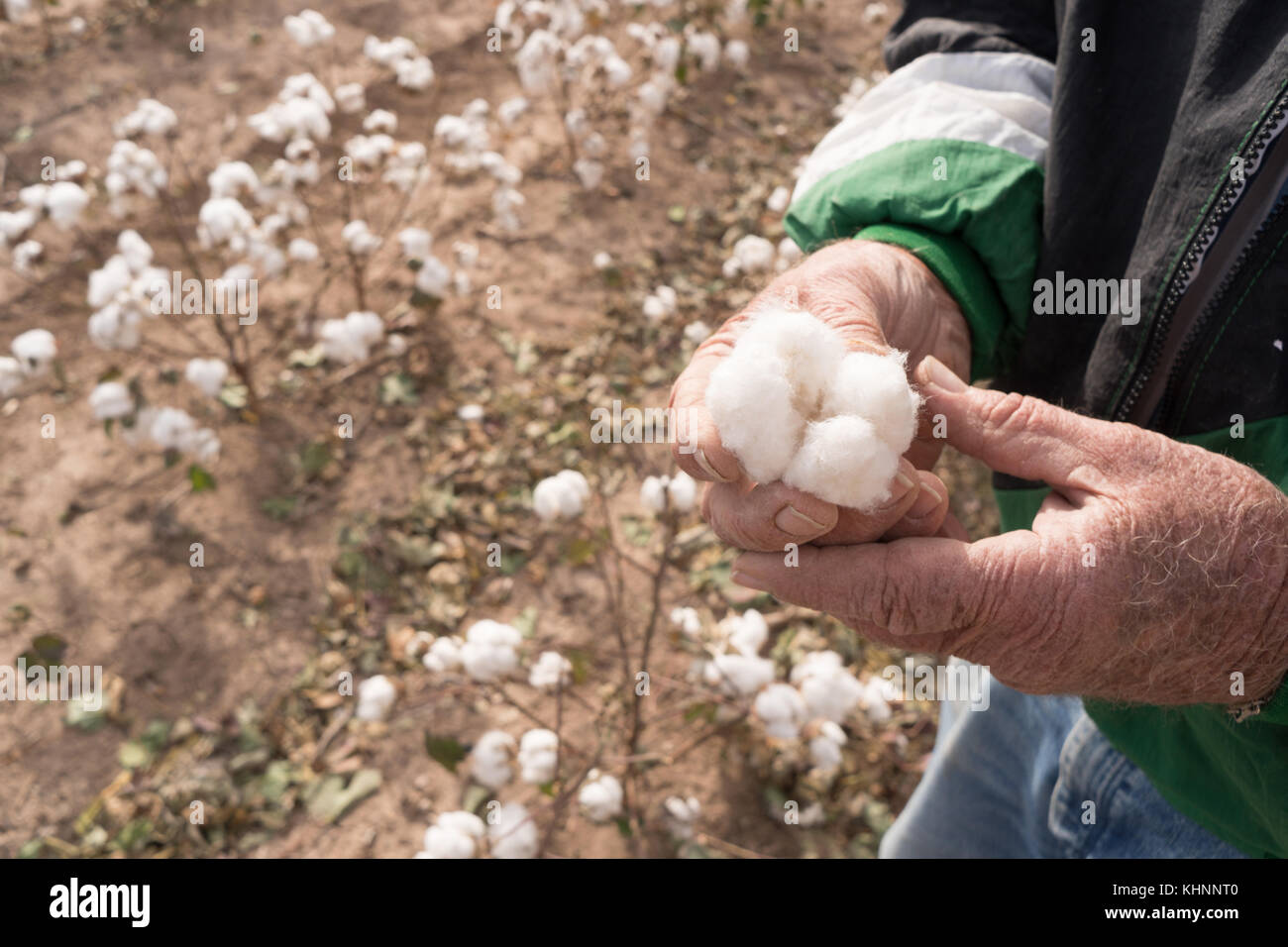 Bauer zeigt eine offene Baumwolle boll in das Feld Stockfoto