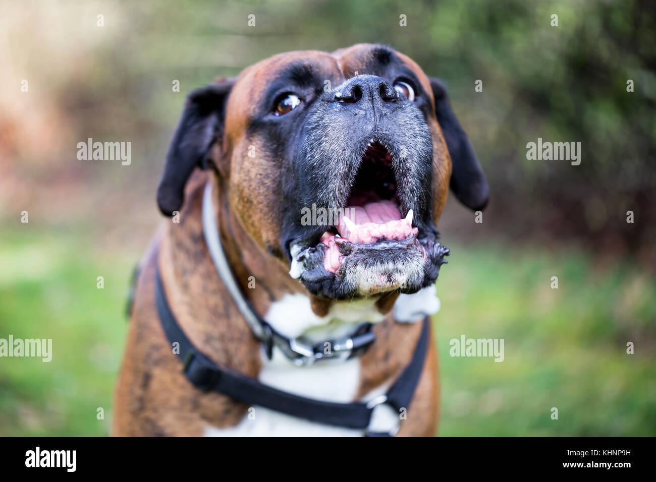 Porträt eines großen Boxer Hund mit einem lustigen Gesichtsausdruck. Stockfoto