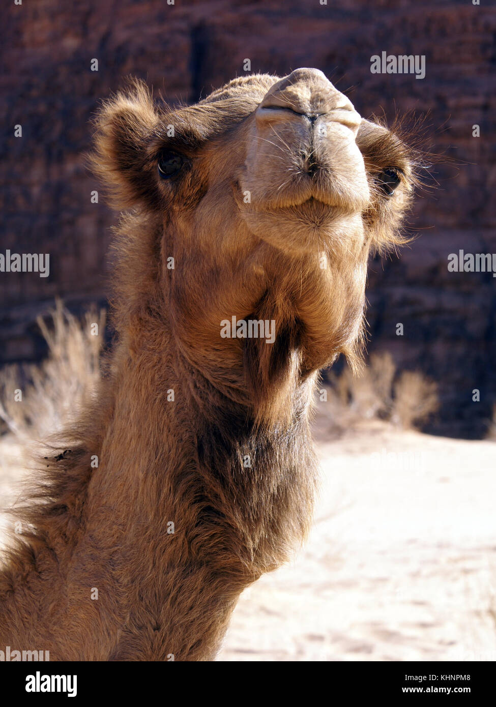 Angesichts des niedlichen Kamel in der Wüste Wadi Rum, Jordanien Stockfoto