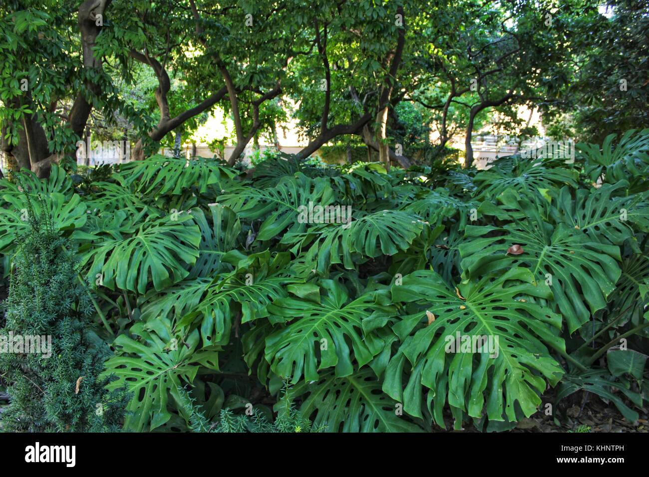 Schne Monstera deliciosa im Garten Stockfotografie - Alamy