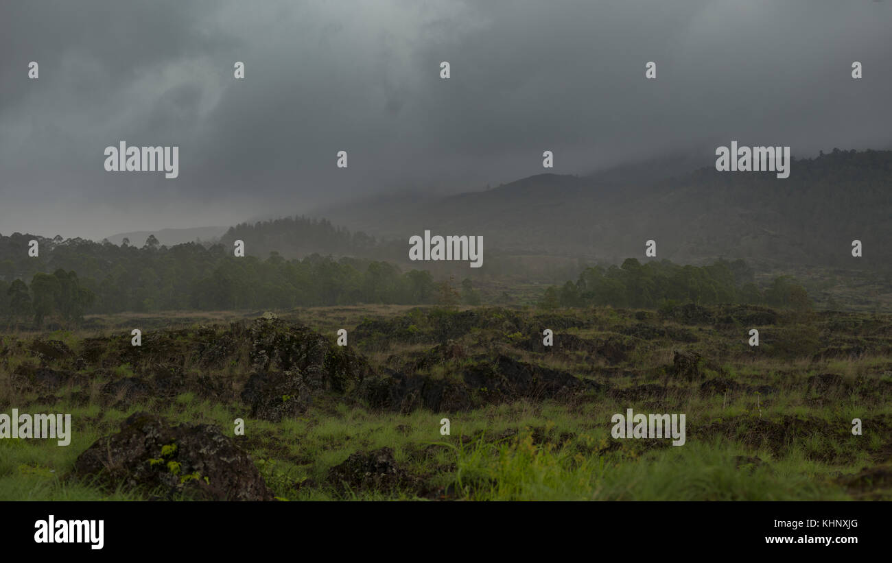 Asiatische tropischer Wald, Wald, Gesträuch, Gras, Indonesien, Bali Stockfoto