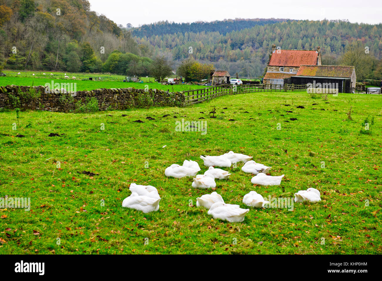 Enten, Weihnachten Delikatesse, Weihnachten fest, North Yorkshire, England, Großbritannien Stockfoto