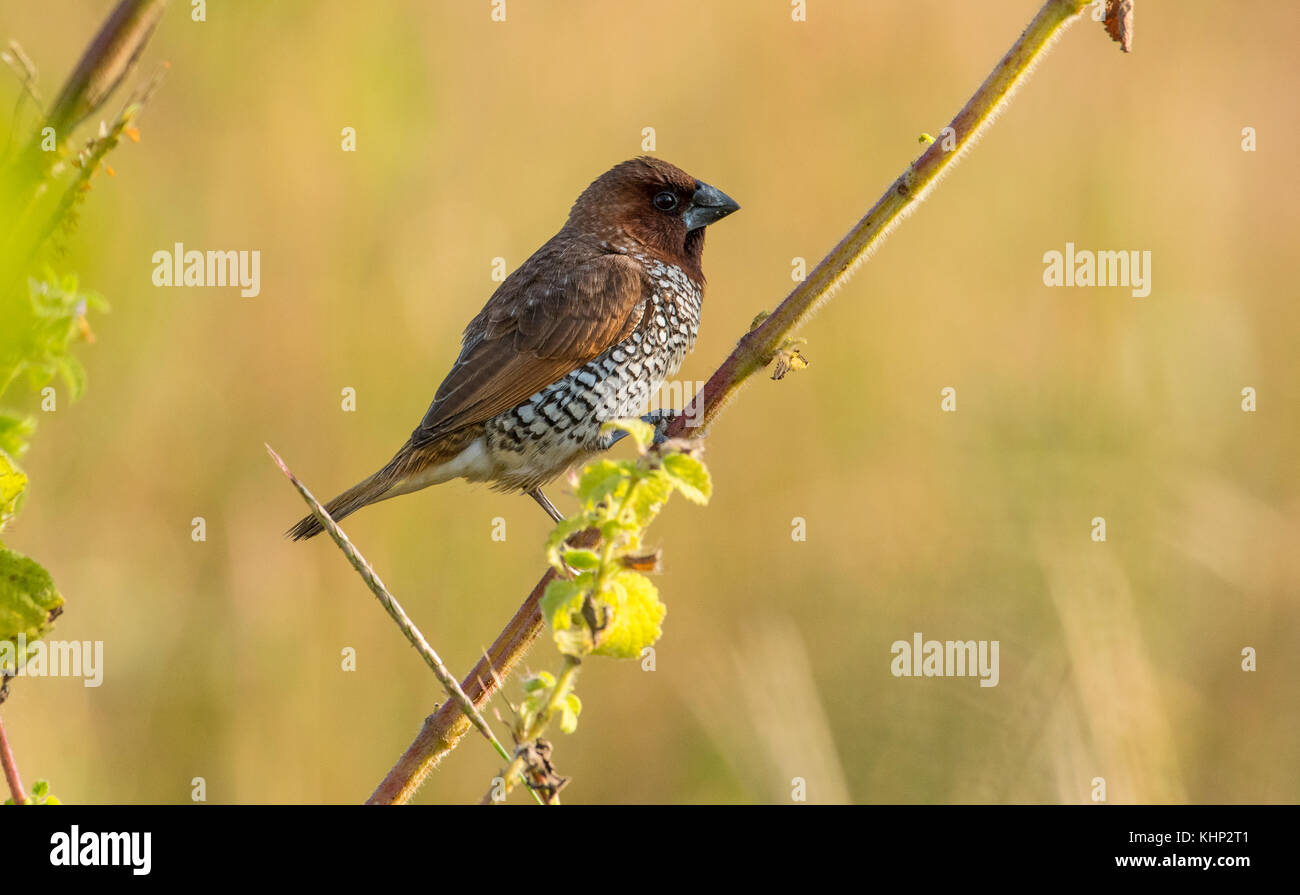 Nahaufnahme der Schuppigen breasted Munia Stockfoto