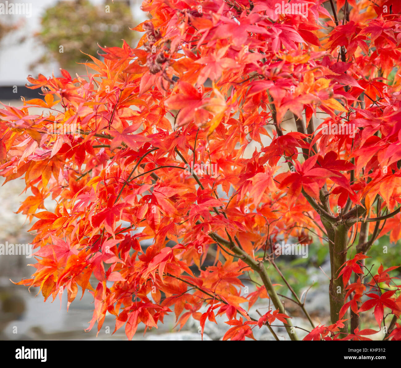 Verblassenden Ruhm, im Herbst und Winter verwandelt, die Blätter von Acer palmatum osakazuki beginnen an den Rändern zu kräuseln. Stockfoto