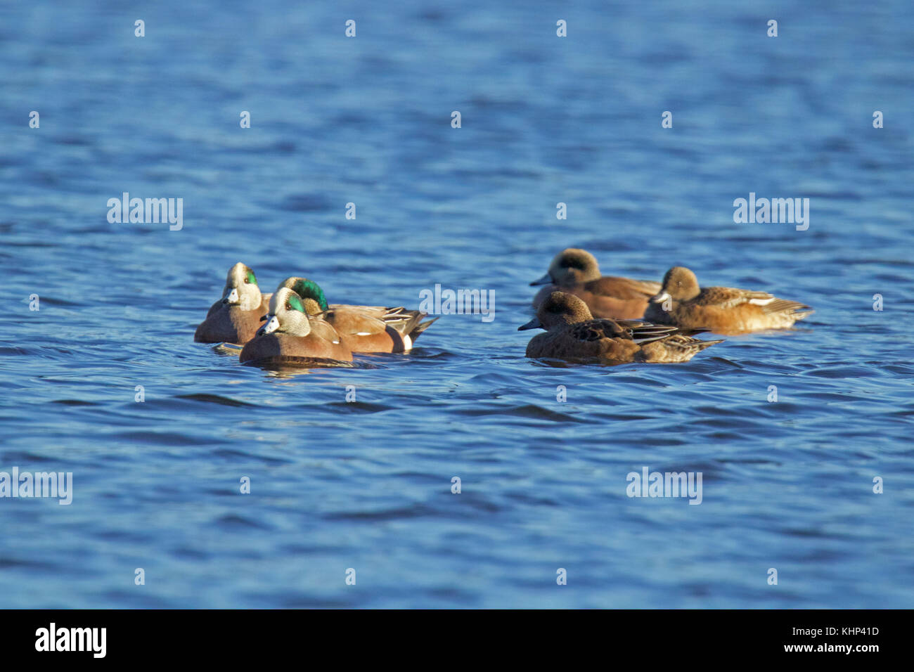 Eine Herde von amerikanischen Pfeifente schwimmen auf einem blauen See Stockfoto