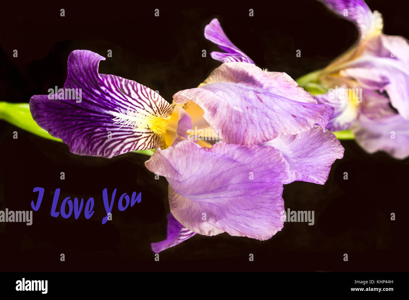 Iris Blume mit "ich liebe Dich" Worte auf schwarzem Hintergrund Stockfoto