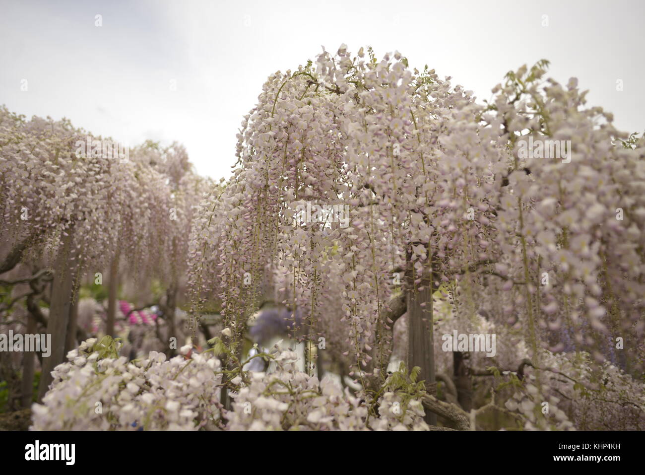 Ashikaga Flower Park Stockfoto