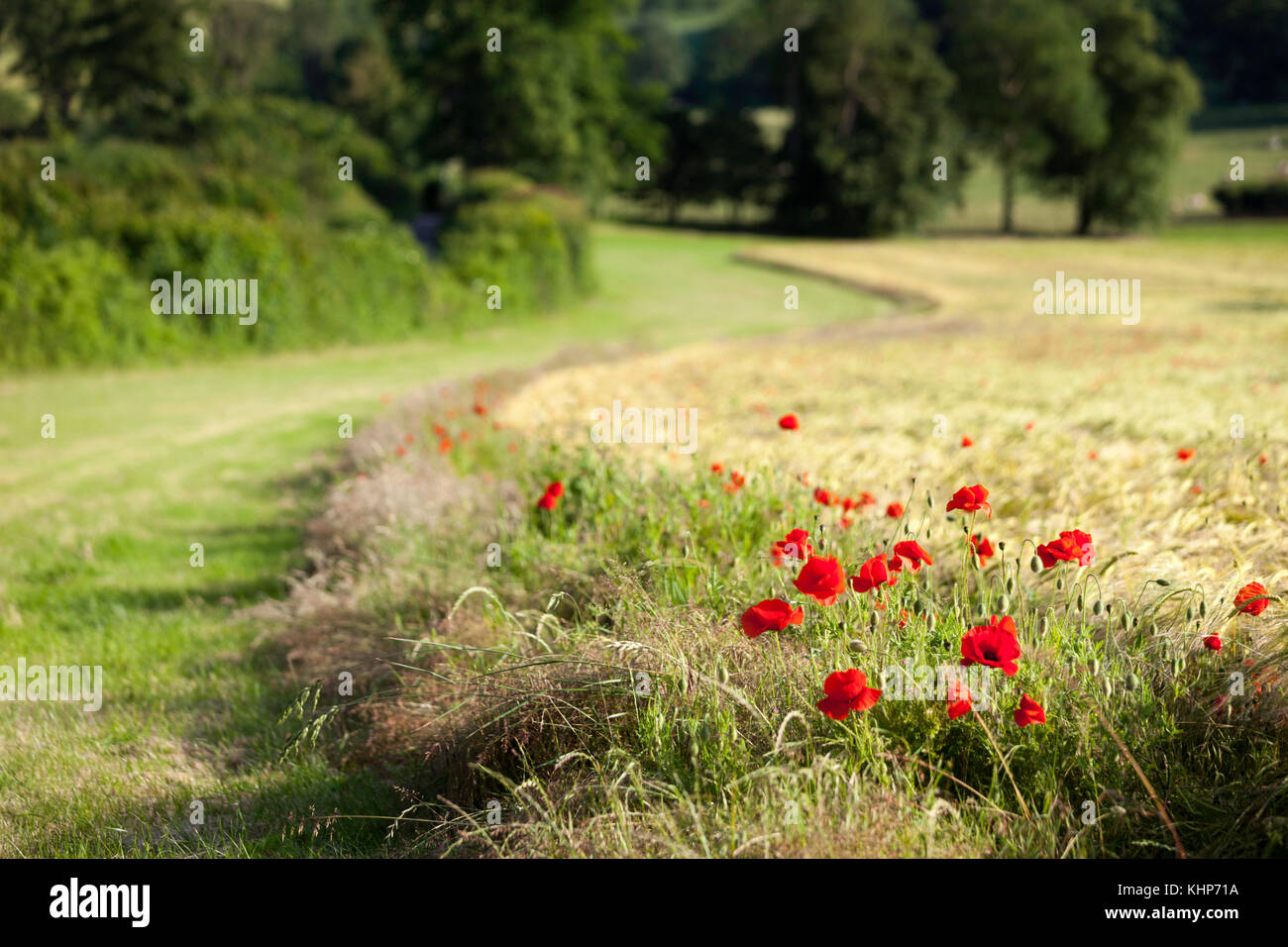 Mohnblumen auf der Kent Downs in Chartham in der Nähe von Canterbury, Kent, Großbritannien. Stockfoto