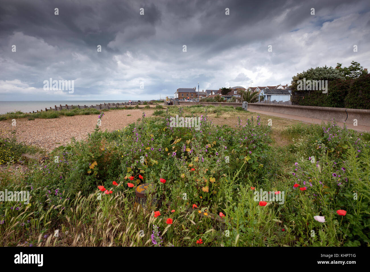 Wilde Blumen auf West Beach, Whitstable, Kent, Großbritannien Stockfoto