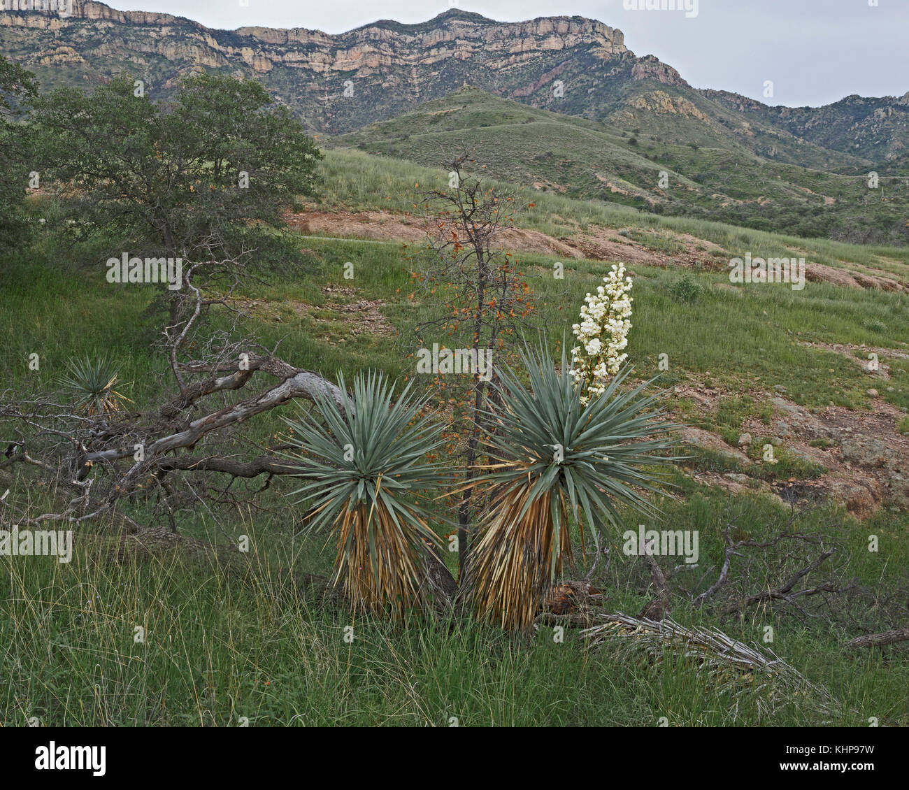 Berg Yucca blüht in einer Mulde entlang der Straße. Stockfoto