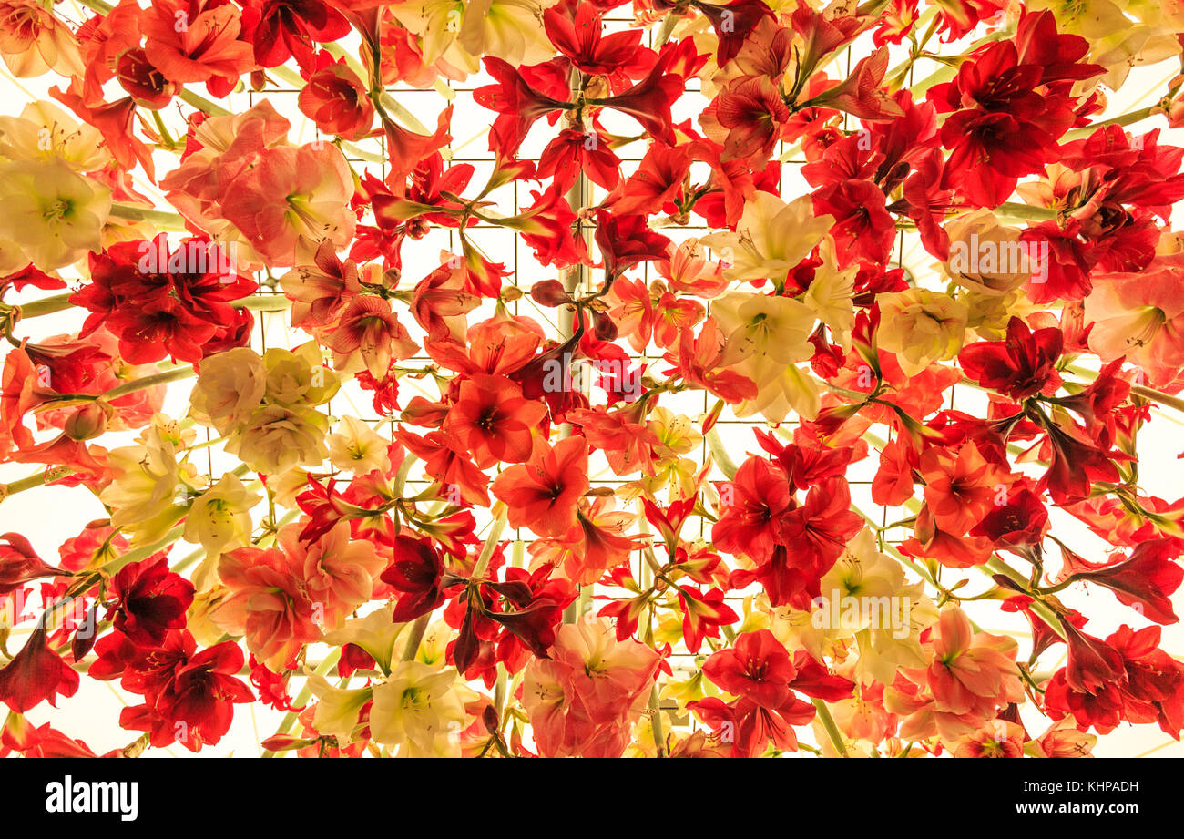 Amaryllis Blumen mit Hintergrundbeleuchtung Stockfoto