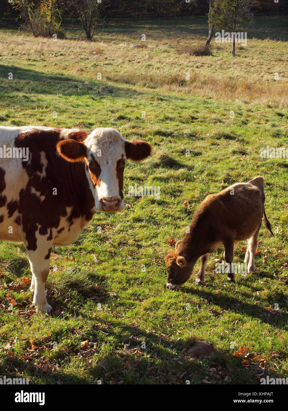 Kuh und Kalb in Feld in New Jersey Stockfoto