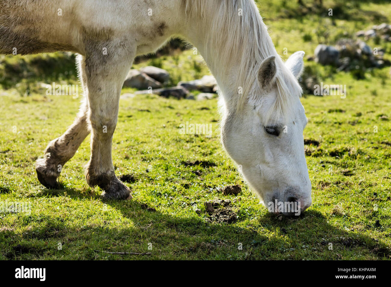 Pferde in der Nähe von Connemara National Park, Galway, Ireland sind viel genießen dieser spektakulär schönen Teil der Welt Stockfoto