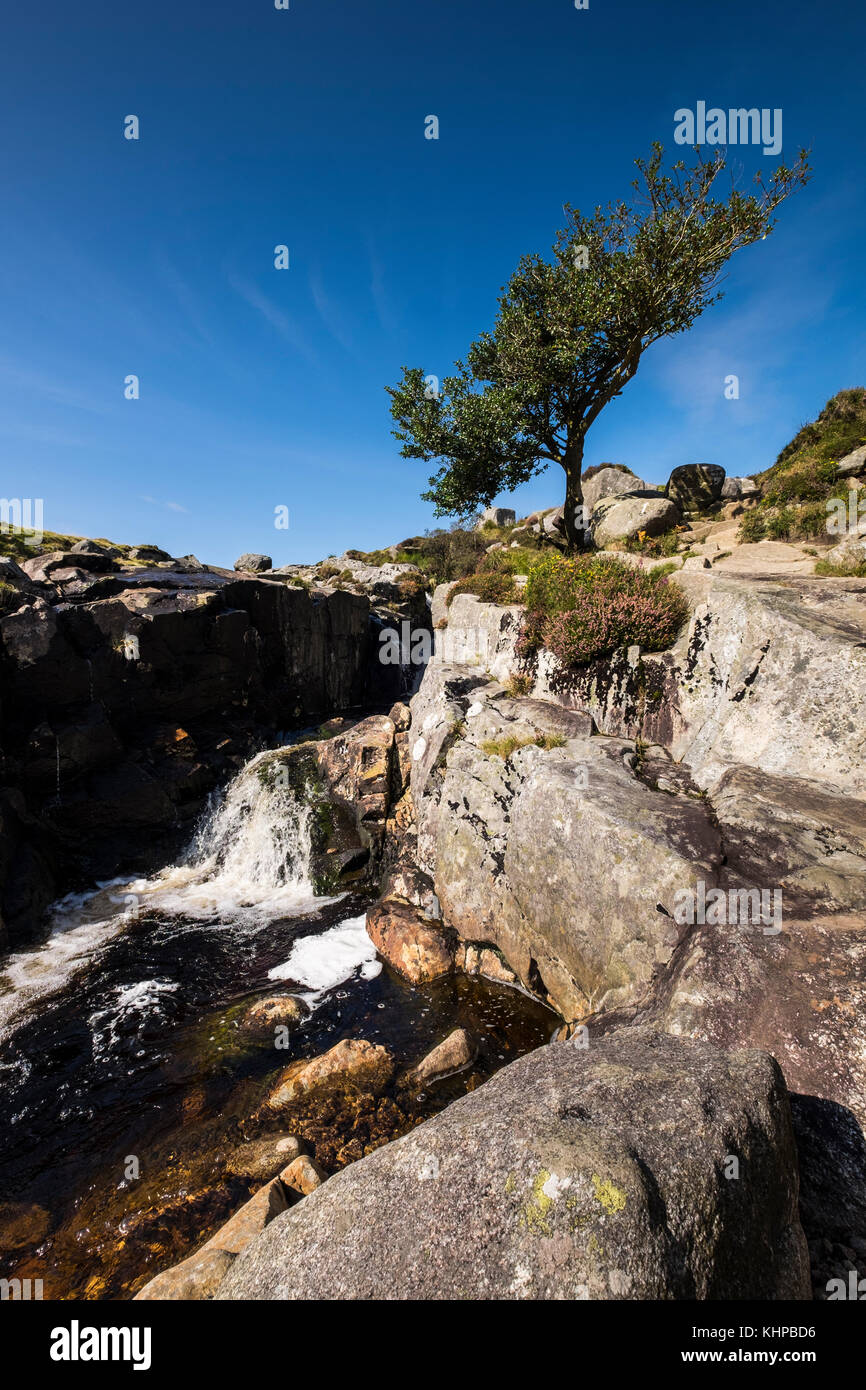 Windswept Baum durch die Glenealo Fluss, Wasserfall, Glendalough, Wicklow Mountains, Irland Stockfoto
